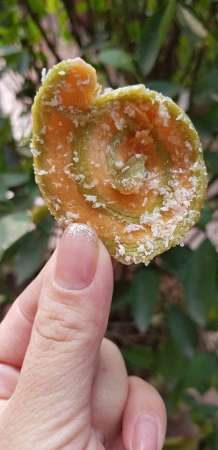 Bánh tai heo dừa, thơm ngon, giòn tan vô đối. tại Quảng Nam