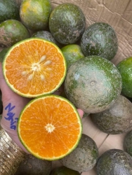 Bán Cam Gốc tại Quảng Nam