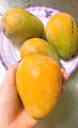 Lùng hàng sạch easup về cho mí bà đây Mai tui có xoài min EASUP mới zừa chốt hàng lên xe luôn Xoài tại Quảng Nam