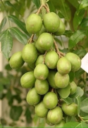 Cốc thái cây đang hoa tại Quảng Nam