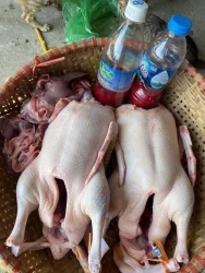 E có vịt sẵn rồi ạ tại Quảng Nam