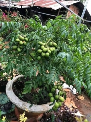 Cây Bông Đẹp Địa Chỉ tại Quảng Nam