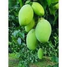 Cây giống xoài keo tại Quảng Nam