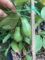 tại Quảng Nam