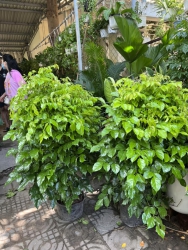 ch ghé lựa chốt tại vườn cho dễ chọnTrời bắt đầu đẹp dần lên rùi ạCòn tại Quảng Nam