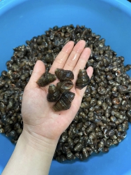 Bán ốc tươi tại Quảng Nam