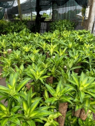  tại Quảng Nam