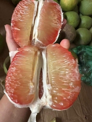 Bán bưởi da xanh ruột đỏ Bến Tre ngọt lịm tại Quảng Nam