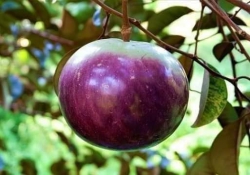 Cây Vú Sữa Mica Thơm ngon ít hạt trái to tại Quảng Nam