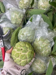 Chả cá lý sơn, táo đá, lê mật đường Hà Giang, ổi nữ hoàng, mãng cầu tại Quảng Nam