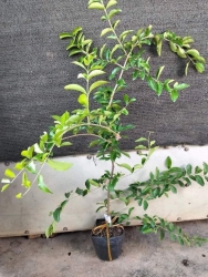 Cây Giống Sơ Ri tại Quảng Nam