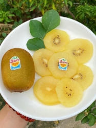 Kiwivàng ngọt đậm tại Quảng Nam