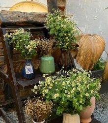 n nhà vườn trung tâm Tam Kỳ tại Quảng Nam