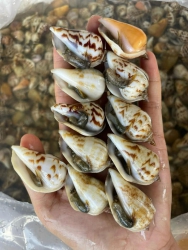  35k tại Quảng Nam
