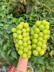 Menu mai thứ 7 cuối tuần e có tùm lum món ngon, khách lên đơn mai e soạn giao lun nha tại Quảng Nam