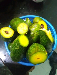 Có rổ bơ chín dập đầu e cắt ra xong xui rồi ạ tại Quảng Nam