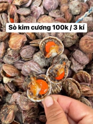 Bán Sò Kim Cương Siêu Rẻ tại Quảng Nam
