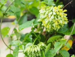 Hoa Thiên Lí tại Quảng Nam