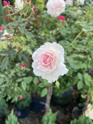 Hồng ngoại về đủ màu Các anh chị ghé liền luôn Yêu thương tại Quảng Nam