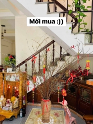Tuyết mai siuu nụ e về thêm 50 bó tại Quảng Nam