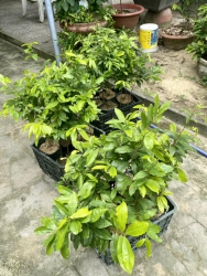 ch hàng Quảng Ngãi, cảm ơn đã tin tưởng để giao dịch nhanh chóng tại Quảng Nam
