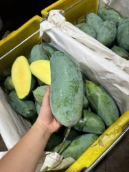 Xoài Đài Loan mới về cây đẹp cao 2m tại Quảng Nam