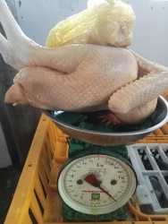 Lên đơn gà làm sạch thứ 7 nhậu nhẹt nè khách tại Quảng Nam