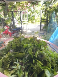 GỎI CÁ, SỨA MẮM NHỈ BÉ OANH tại Quảng Nam