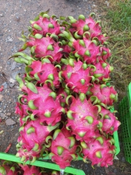 Bán thanh long đỏ trái to 5 lạng ăn ngon tại Quảng Nam