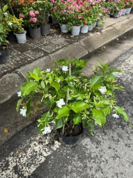 Hoa lài tây (hoa ngọc bút) tại Quảng Nam