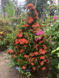 Chậu cây trang trí tại Quảng Nam