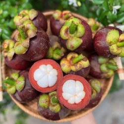 Măng cụt thái tại Quảng Nam