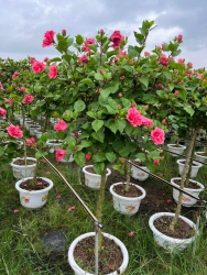 Búp thái kép thân gỗ tại Quảng Nam