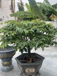 Đọt xanh bán tặng kèm cái chậu kế bên tại Quảng Nam