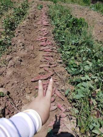 Khoai lang nhật vàng ruột cực kỳ ngon. tại Quảng Nam