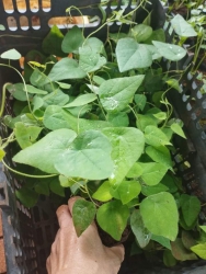 Cây giống sương sâm tại Quảng Nam