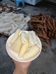 Bán sắn 10k/kg, ship đồng giá 5k tại Quảng Nam