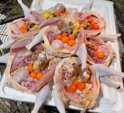 Bầy gà ôm trứng loại to đại bự tại Quảng Nam