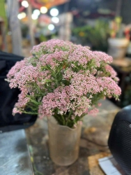 Hoa bi gạo thơm siêu bền, ly ù đỏ búp to, cúc hoạ mi kép mai nhé cả nhà tại Quảng Nam