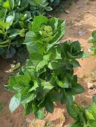 Cây hoa cẩm tú cầu từ Đà Lạt tại Quảng Nam