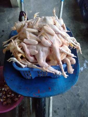 Từ đây tới tết mình phục vụ gà tre đèo le cho các chj nha tại Quảng Nam