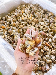 Bán ốc nhảy sống tại Quảng Nam