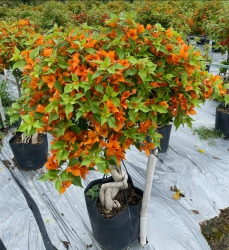 VƯỜN CÂY CẢNH 79 GARDEN tại Quảng Nam