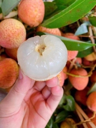 Nạp Vitamin C thôi cả nhà  Toàn món ngon giải nhiệt ngày nắng tại Quảng Nam