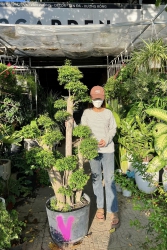 VƯỜN CÂY CẢNH 79 GARDEN tại Quảng Nam