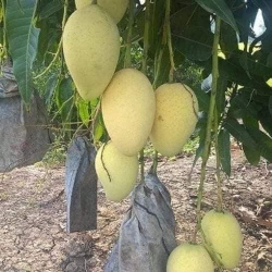 Cây giống Xoài cát Hòa Lộc và Cây bầu rể dễ chăm sóc tại Quảng Nam