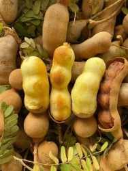 Thèm nên gom chung …!Me dốt bột chuẩn Thái Lan , hàng nhập . . Trái múp , ngọt nha tại Quảng Nam