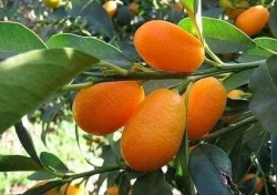 Quất ngọt cây sẵn quả tại Quảng Nam