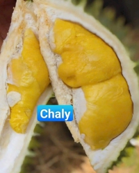 Chaly - Sầu riêng và cơm musaking siêu ngon tại Quảng Nam