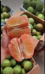 Bưởi da xanh nay về 10 điểm khách nhà tại Quảng Nam